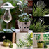 Self Watering Bulbs (Set of 2)